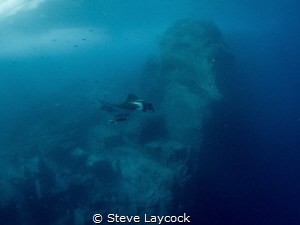 Manta cruising in Socorro by Steve Laycock 